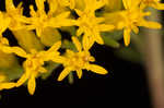 Gray goldenrod